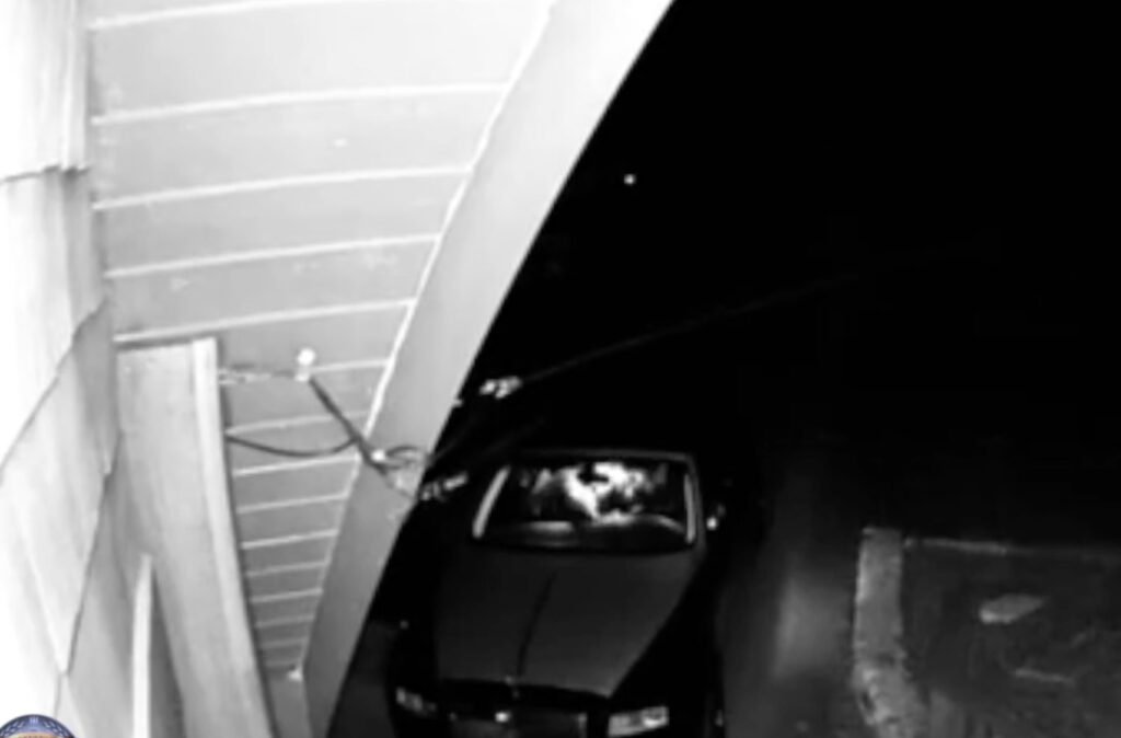 Ours vandalise Rolls-Royce : arnaque à l'assurance ?